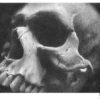 Skull Study #2