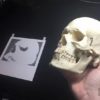 Skull Study #2