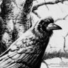 Watcher - Image 4
