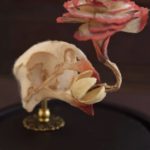 Mixed textile soft-sculpture specimen by Lana Crooks