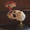 Mixed textile soft-sculpture specimen by Lana Crooks