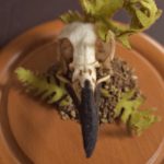 Mixed textile soft-sculpture specimen by Lana Crooks