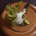 Mixed textile soft-sculpture specimen by Lana Crooks