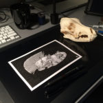 A previous client sent me animal skulls as a show of appreciation. I appreciate animal skulls as shows of appreciation.