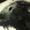 Lovecraftiana XXXVI - Image 2