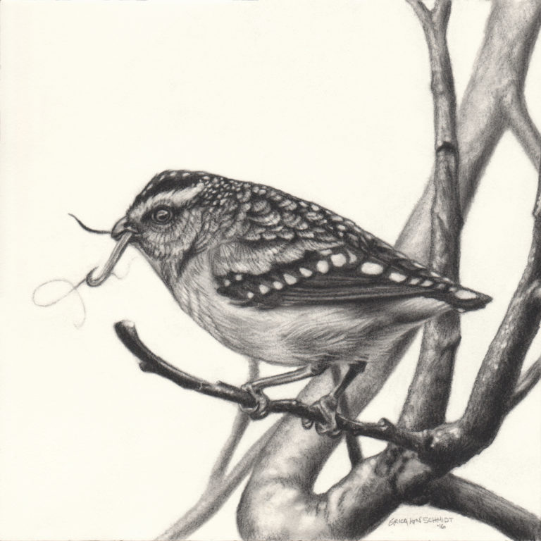 Spotted Pardalote - Every Day Original