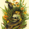 Meadowlark