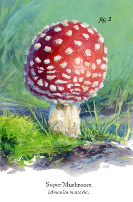 'Super Mushroom' by Primary Hughes