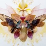 alessandradzuba_orchidsbees