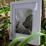 "Alice and the Tiger" by Mia Araujo