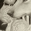 "Lupus Paeonia" - by Shawn E. Russell