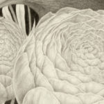 "Lupus Peonia" - by Shawn E. Russell