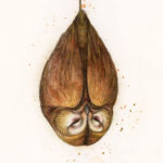 Owlfaery - by Iris Compiet