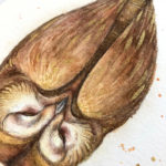 owlfaery detail3 - by Iris Compiet