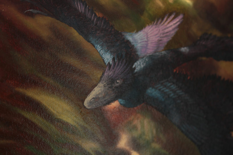Microraptor by Owen William Weber