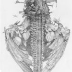 Allen Williams The Second of Seven Stars to Fall