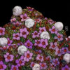 Nine of Coins - Purple Saxifrage - Image 3