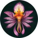 "Orchid Faery" by Iris Compiet
