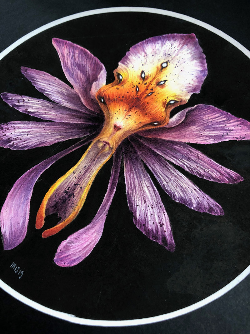 "Orchid Faery" by Iris Compiet