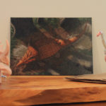 Display with Borealopelta