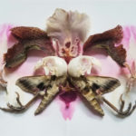 alessandra dzuba holding on