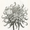 Wolf and Chrysanthemum