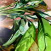 No roots - Image 3