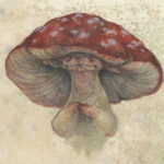 "Amanita" - by Iris Compiet