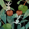 Two of Cups/Ghost Orchid and Pond Apple