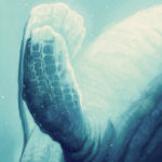 Detail 2 of Mosasaurus by Owen William Weber