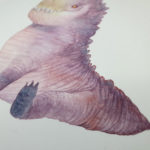 Young Club Nosed Dragon detail