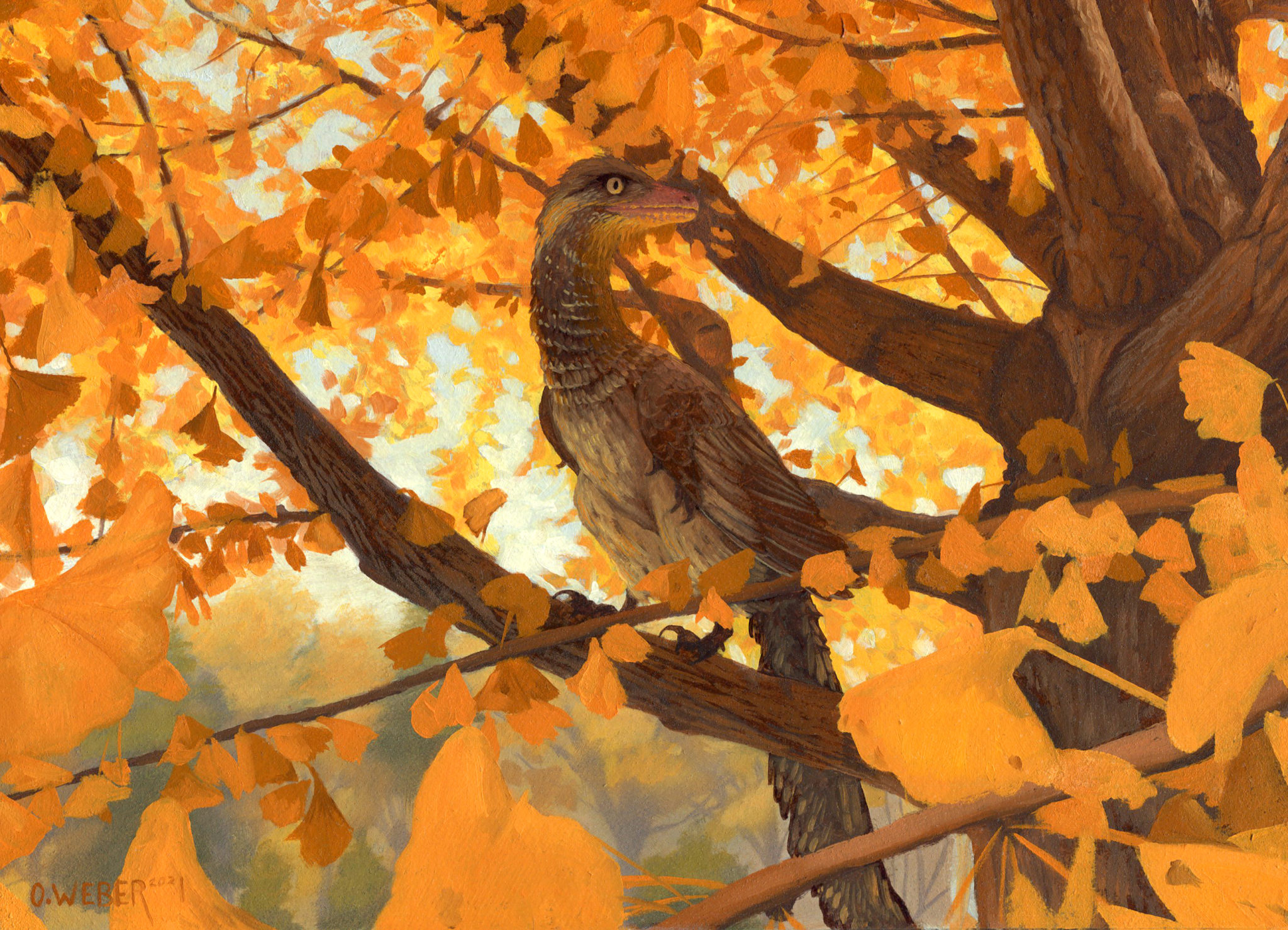 archaeopteryx evolution