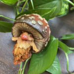 Shroomling - Iris Compiet