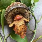 Shroomling - Iris Compiet