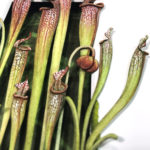 Pitcher Plant Details