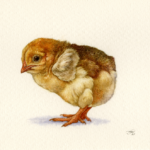 'Chick' by Natee Puttapipat