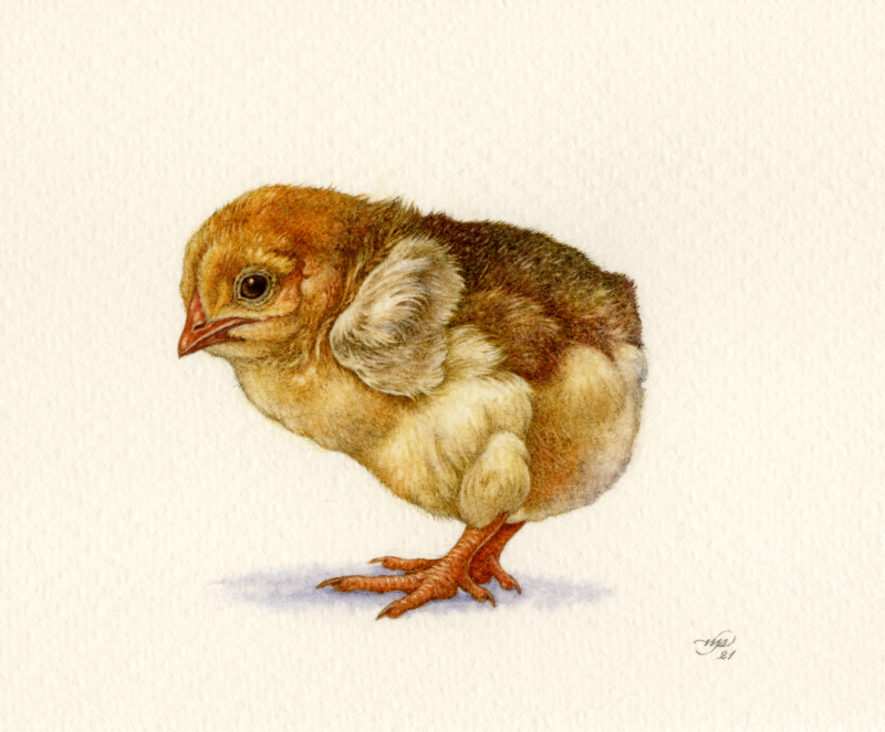 'Chick' by Natee Puttapipat