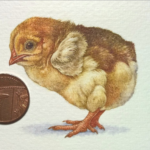 'Chick' by Natee Puttapipat