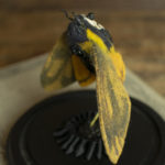 Coquarde by Lana Crooks