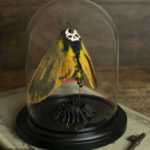 Coquarde by Lana Crooks