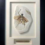 Framed Fairy Fossil