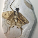 Fossil Artwork