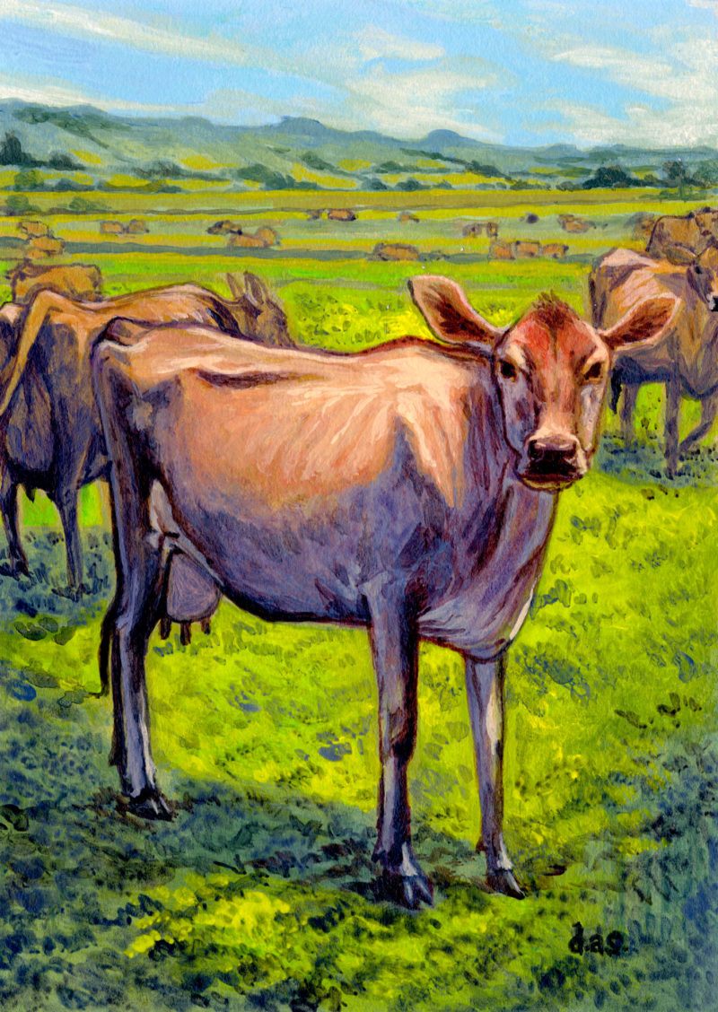 "Jersey Cows" -- by Danny Schwartz