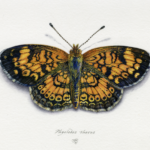 "Pearl Crescent Butterfly" by Natee Puttapipat