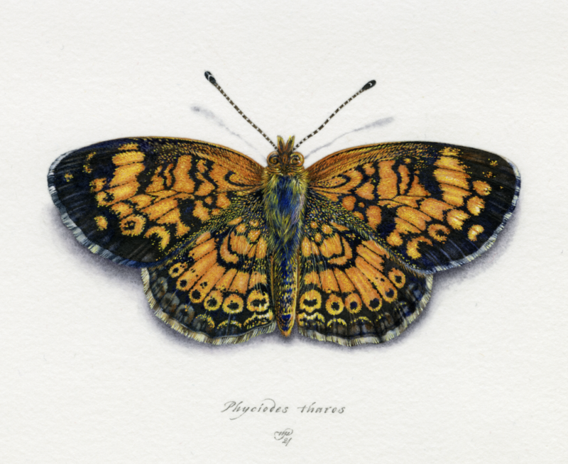 "Pearl Crescent Butterfly" by Natee Puttapipat