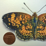 "Pearl Crescent Butterfly" by Natee Puttapipat