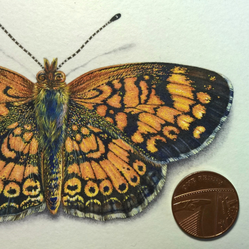 "Pearl Crescent Butterfly" by Natee Puttapipat