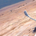 Eudimorphodon by Owen William Weber