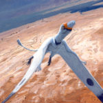 Eudimorphodon by Owen William Weber