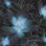 emphyrean rosettesleft